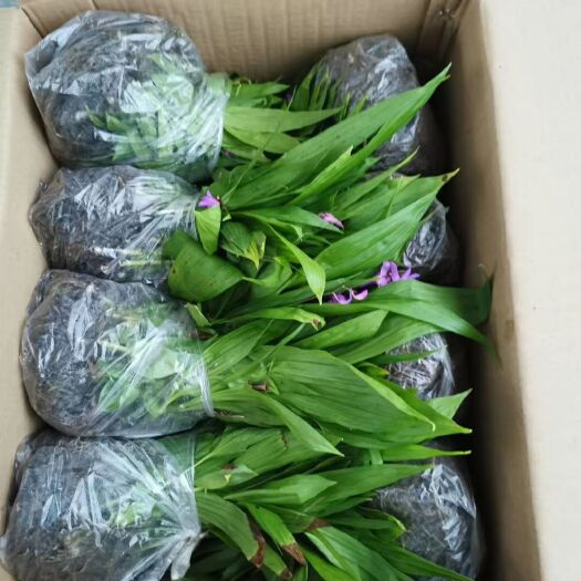 杭州紫花白芨苗  紫花三叉大白芨苗，各种规格，工厂批发，量大从优！