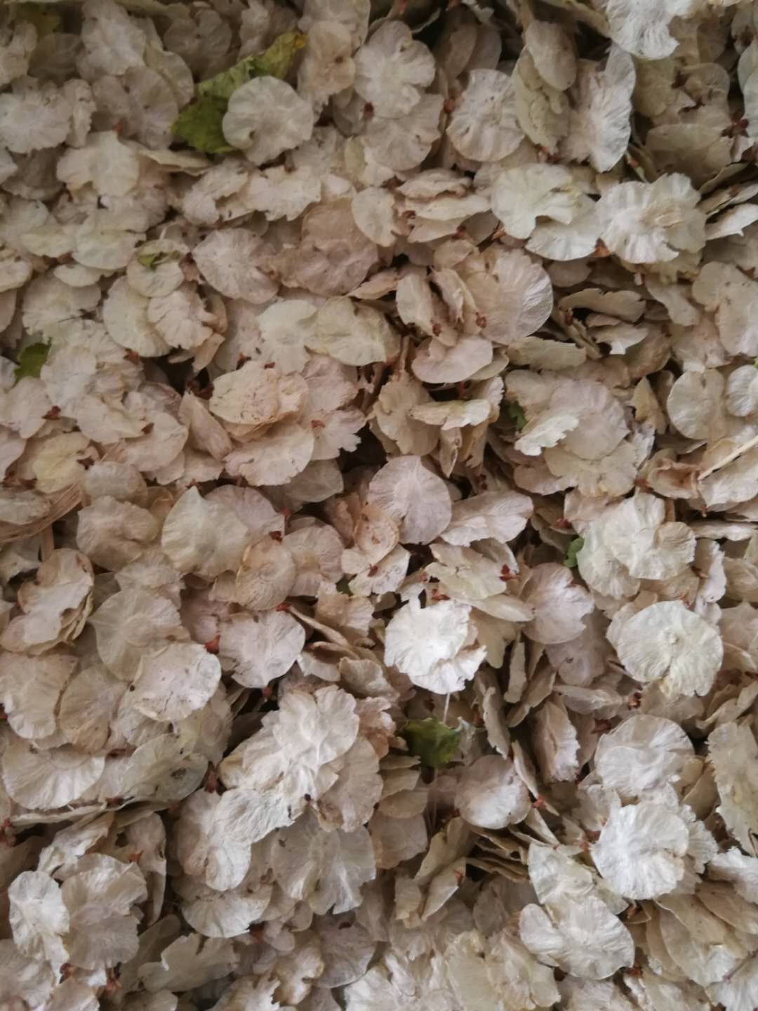 开原市产地批发 白榆树种子 东北榆树种子 耐寒抗旱 白榆播种技术