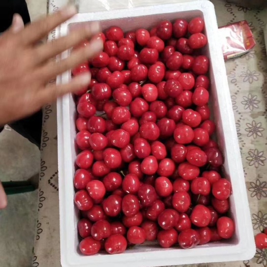 绛县 山西绛县史村大樱桃