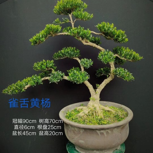 广州 雀舌黄杨