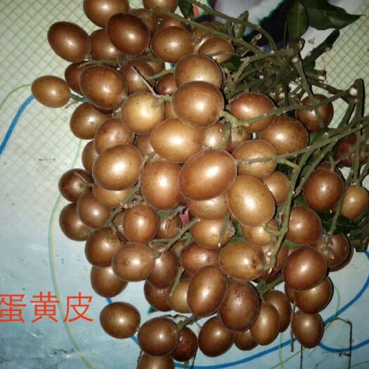 南宁甜黄皮苗 金蛋黄皮树苗