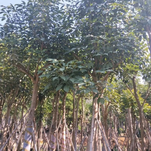 普宁市 红花风铃木