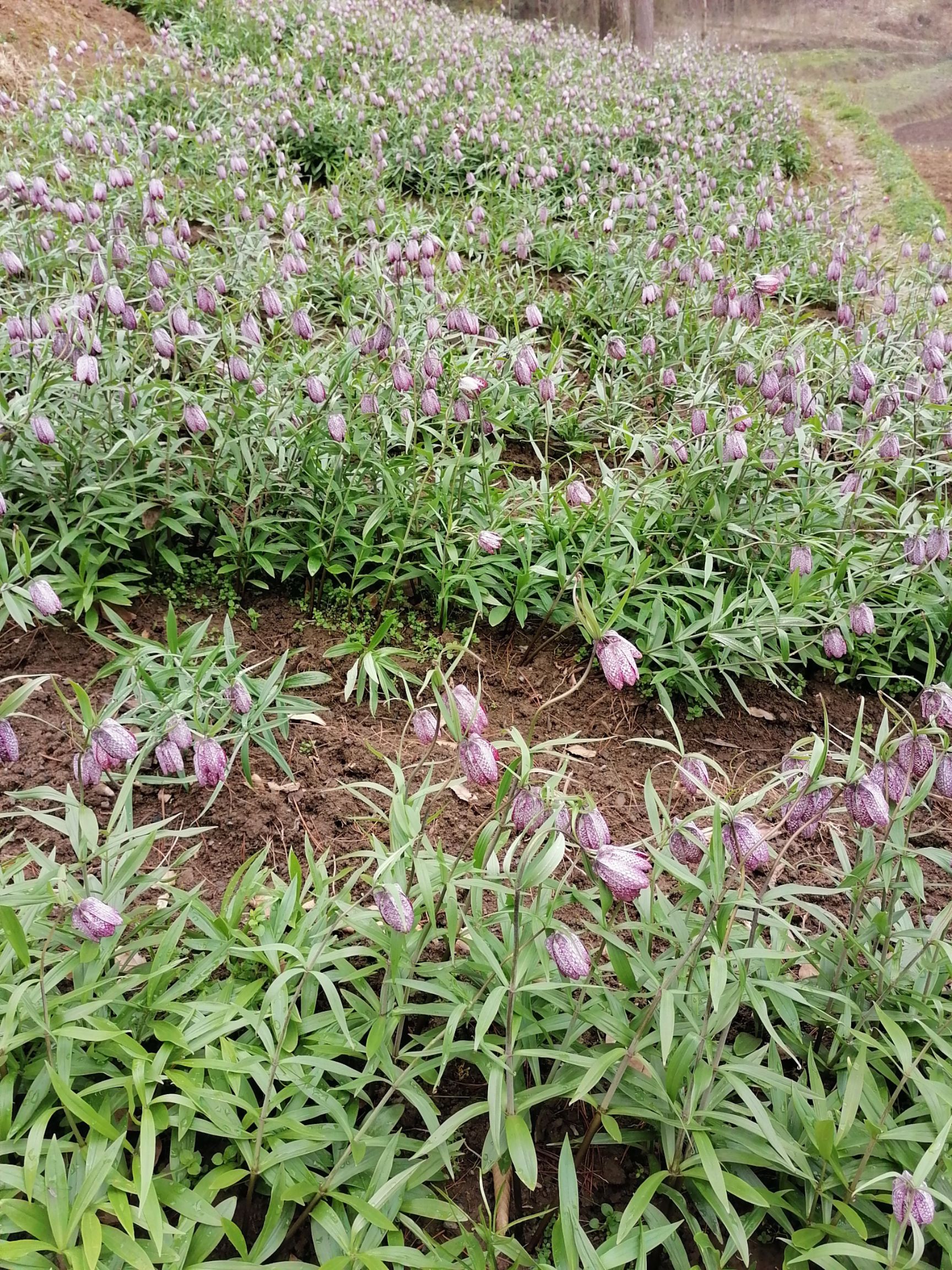 平贝母植物图片图片