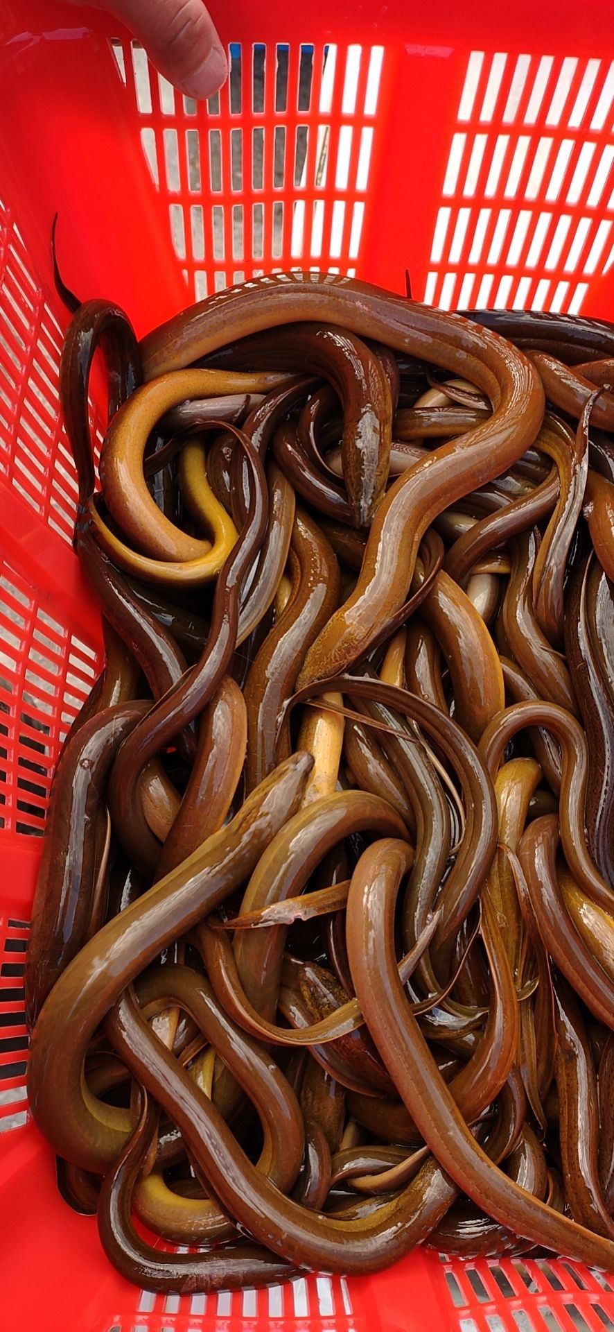 缅甸黄鳝
