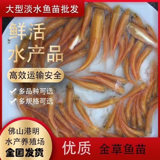 清远[优质品种]俄罗斯金草鱼苗 金丝草鱼苗 淡水活体鱼苗批发