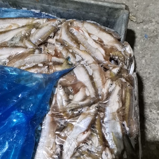 临沂 大量开肚白条鱼