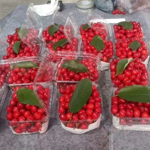 三原县 自家樱桃绿色食品