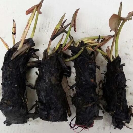 宿迁 大睡莲根块碗莲荷花迷你小睡莲种苗水培植物大睡莲花根茎绿植