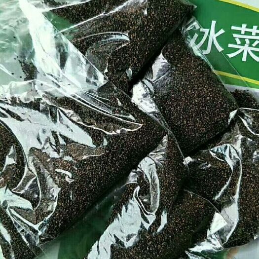 寿光市 冰草种子