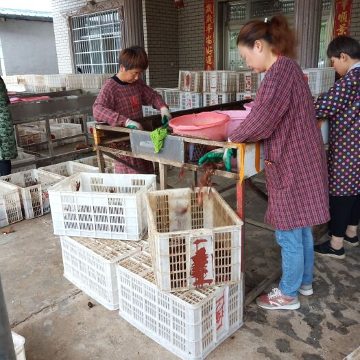 安乡县 精品小龙虾