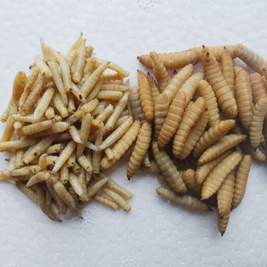  无菌冷藏黑水虻蝇蛆五谷虫厂价成都直销常年供应水产虾鱼家禽料