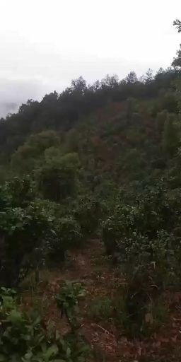 宁洱县野生绿茶 云南普洱老树生态茶