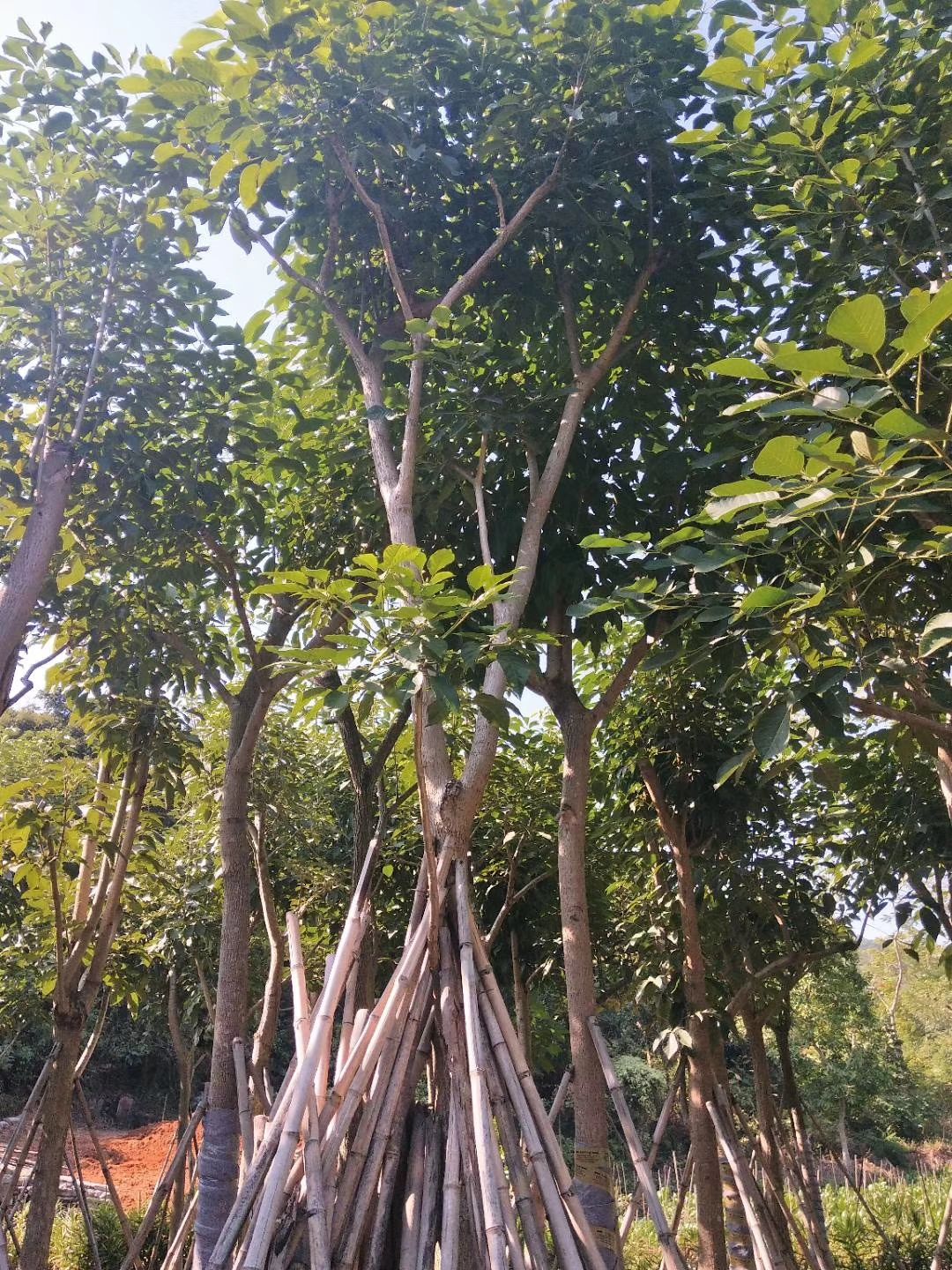  红花风铃木