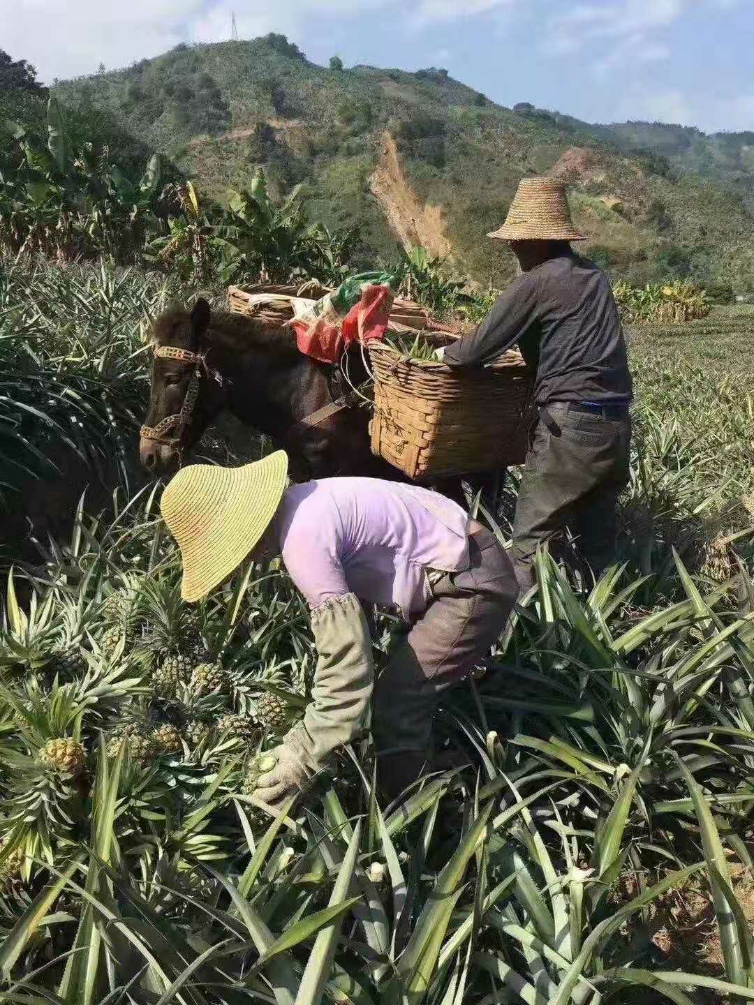  台农23号菠萝苗，地菠萝苗，品种保证，免费提供技术包邮