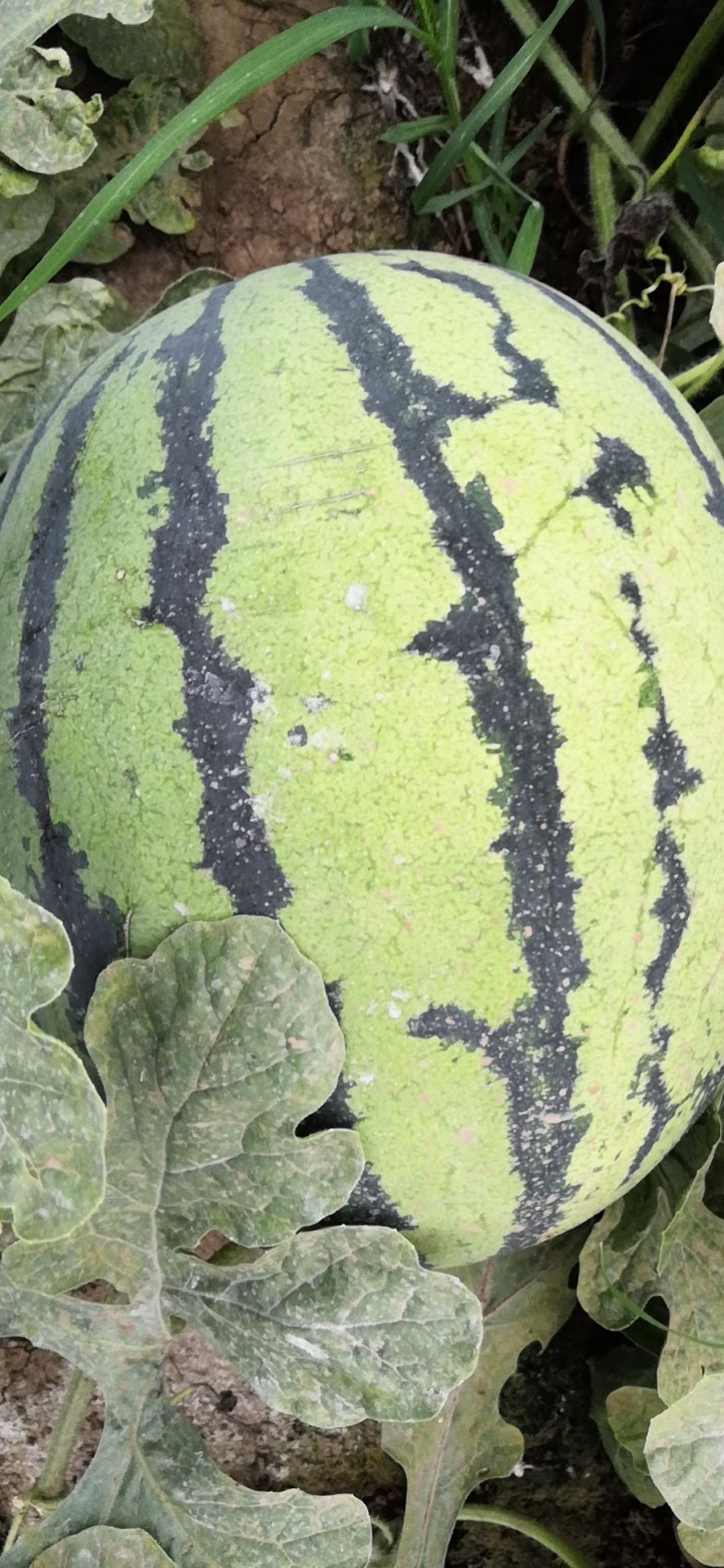  自家大棚，包甜 甜王西瓜