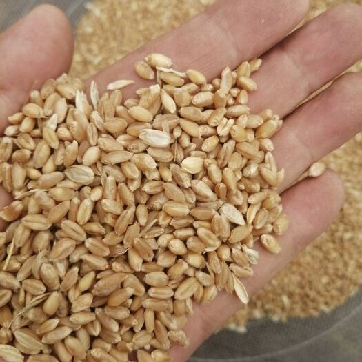 镇平县出售2023年新小麦和玉米