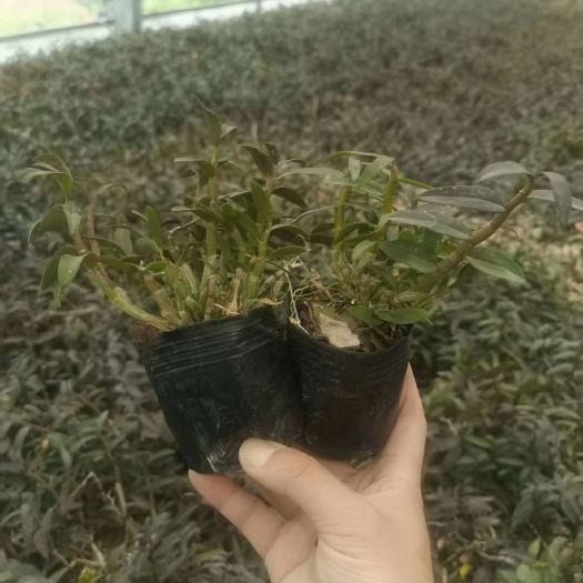 杭州铁皮石斛  铍皮石斛