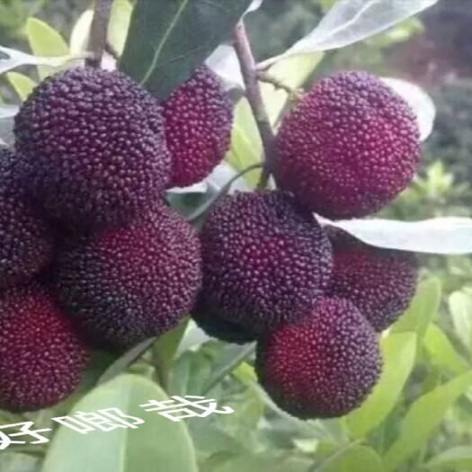 余姚市 荸荠种杨梅(出口基地)