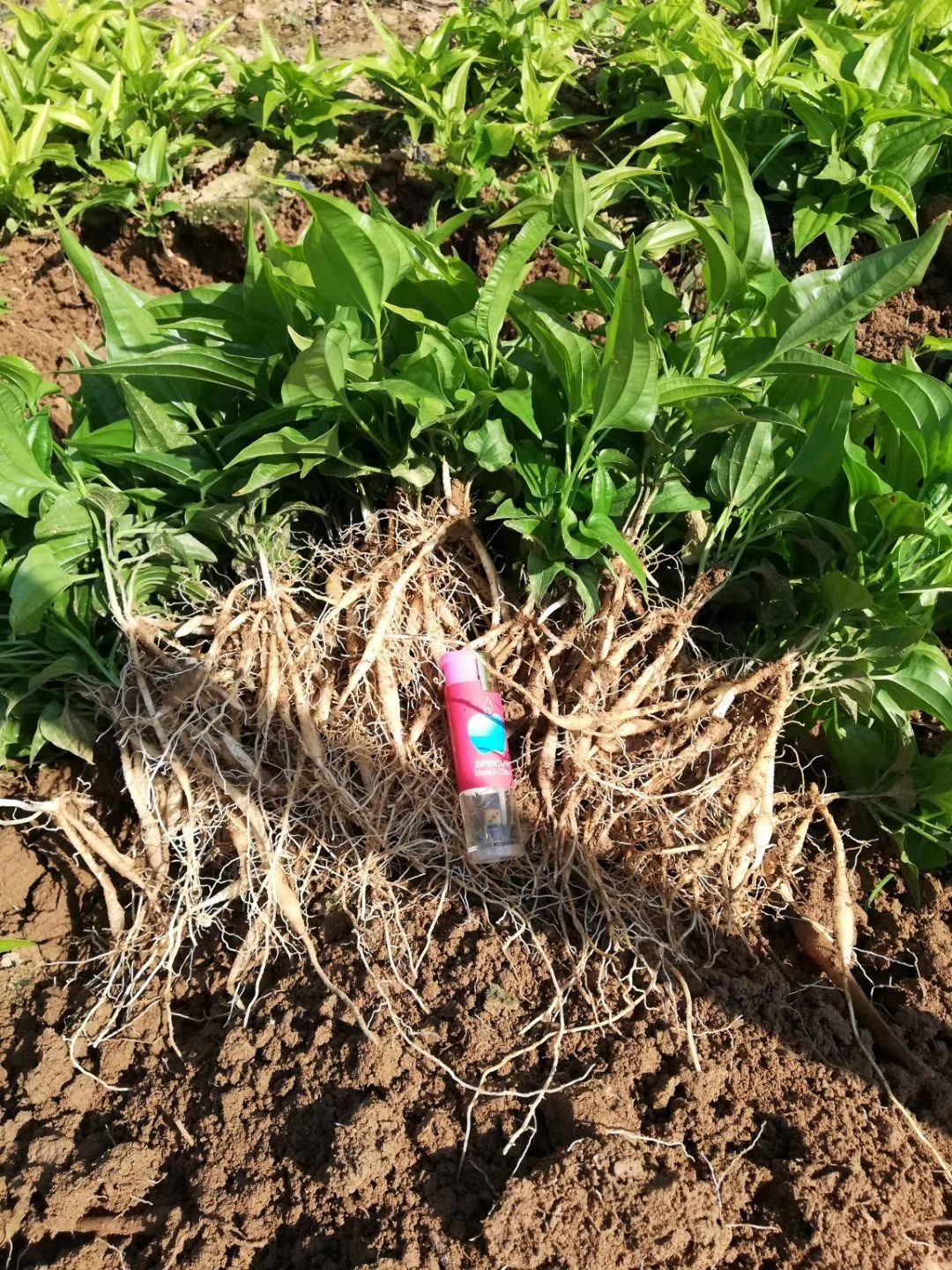 百部种苗亩产13吨代客户育苗