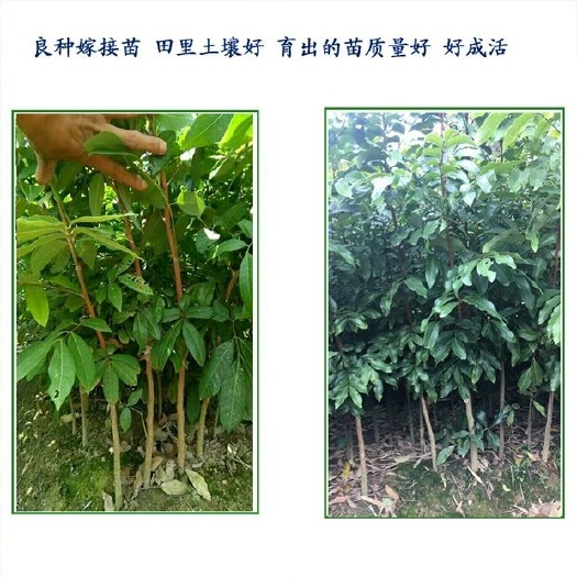 灵山县 广西红皮龙眼苗，优选嫁接新品种，带土带叶发货，可地栽盆栽