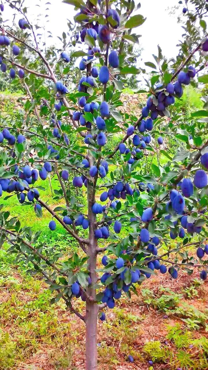 法兰西蓝蜜女神李子树苗南北方种植 当年结果