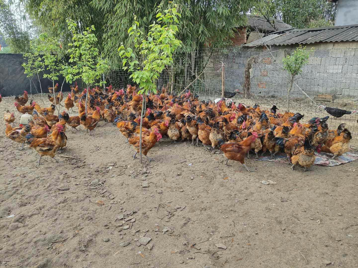  出售农家散养跑山鸡公