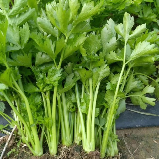 宁阳县芹菜苗  法国皇后，实心芹，四季香芹有苗，地苗穴盘苗都有，基地直供，便