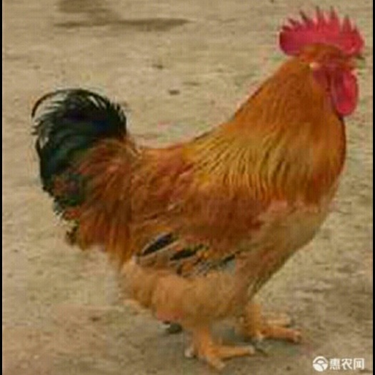 南宁K9鸡苗 优质K9麻黄鸡苗质量保证 包打疫苗 《疫苗》
