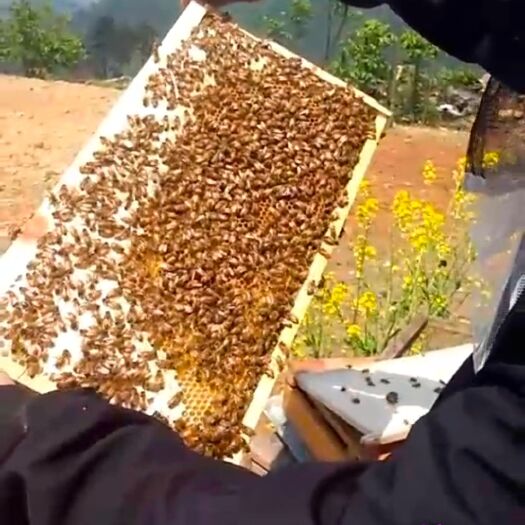 兴义市 南方高寒地区，纯花粉土蜂蜜，冬蜜，无色素，真正的土蜂
