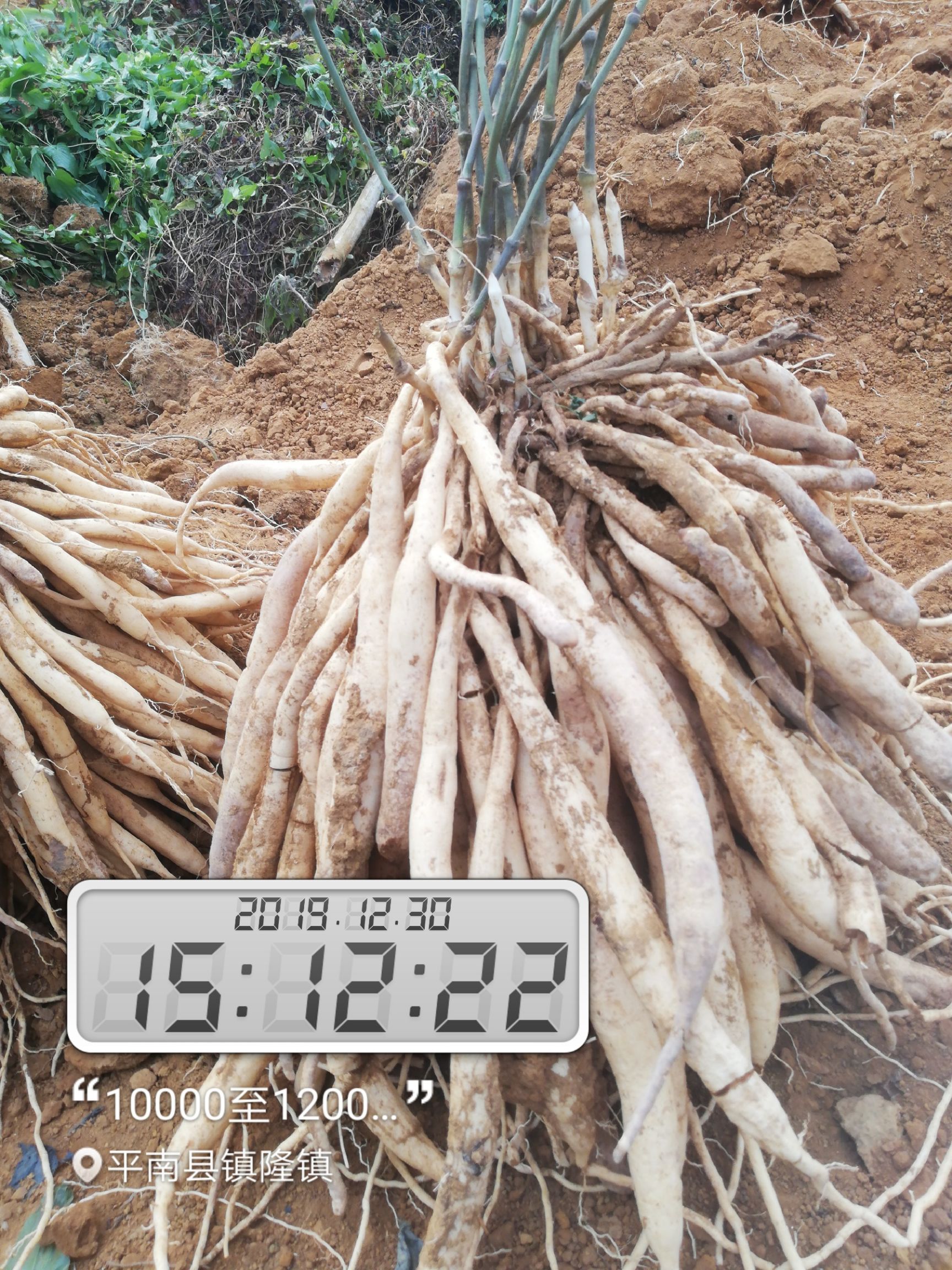 百部种苗亩产13吨代客户育苗