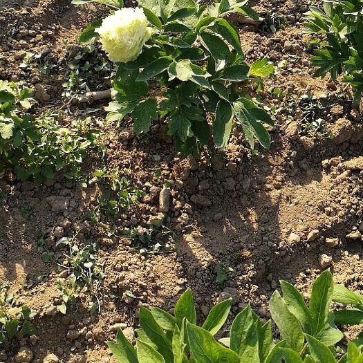 菏泽 红牡丹黑牡丹绿牡丹等各种牡丹大量上新，1年苗包成活