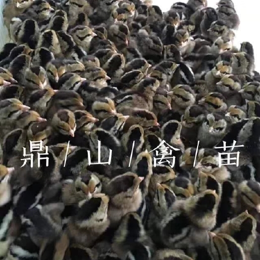 昆明云南土鸡苗 云南土鸡，欢迎订购