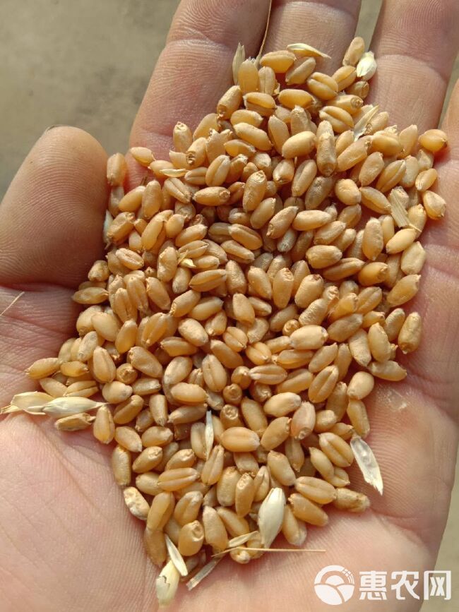 出售2023年新小麦和玉米
