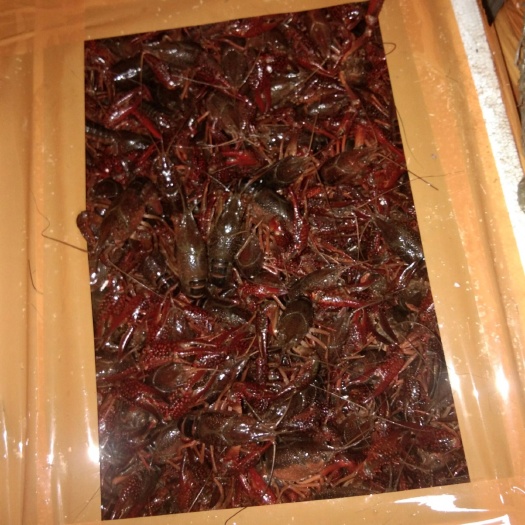 广州 潜江产地直发小龙虾，质优价廉，合作共赢