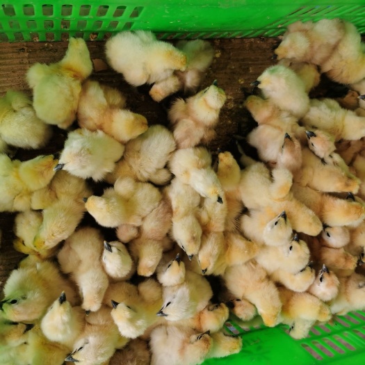 广州竹丝鸡苗 竹丝鸡六