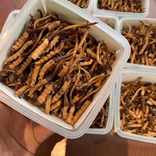 广州果洛州雪山虫草 一级草虫