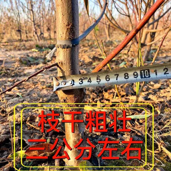  法兰西蓝蜜女神李子树苗南北方种植 当年结果