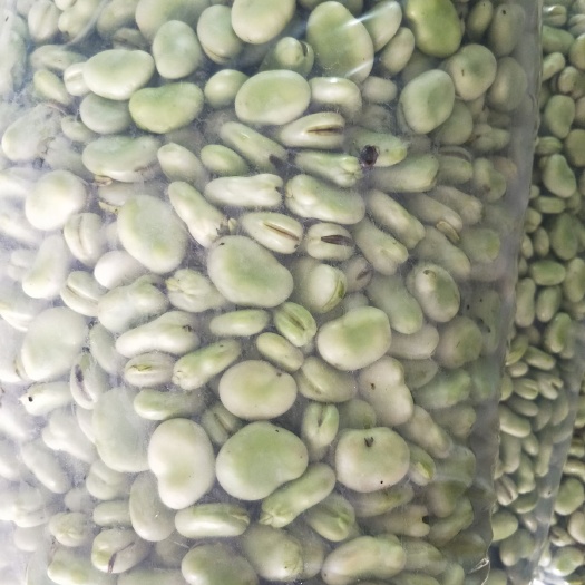 南通鲜蚕豆