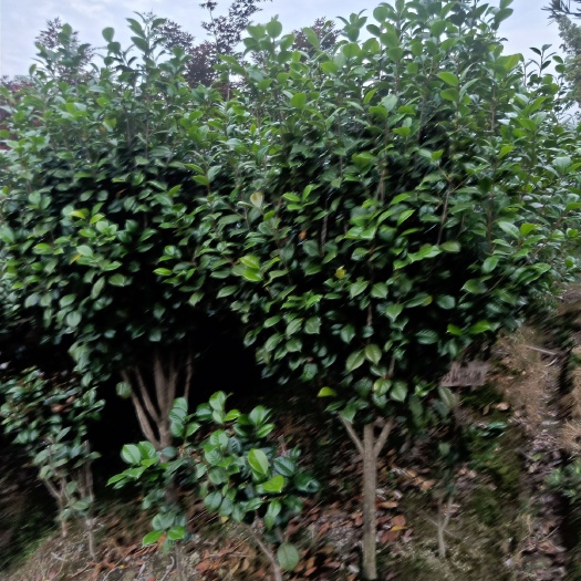 宁波 茶花树苗