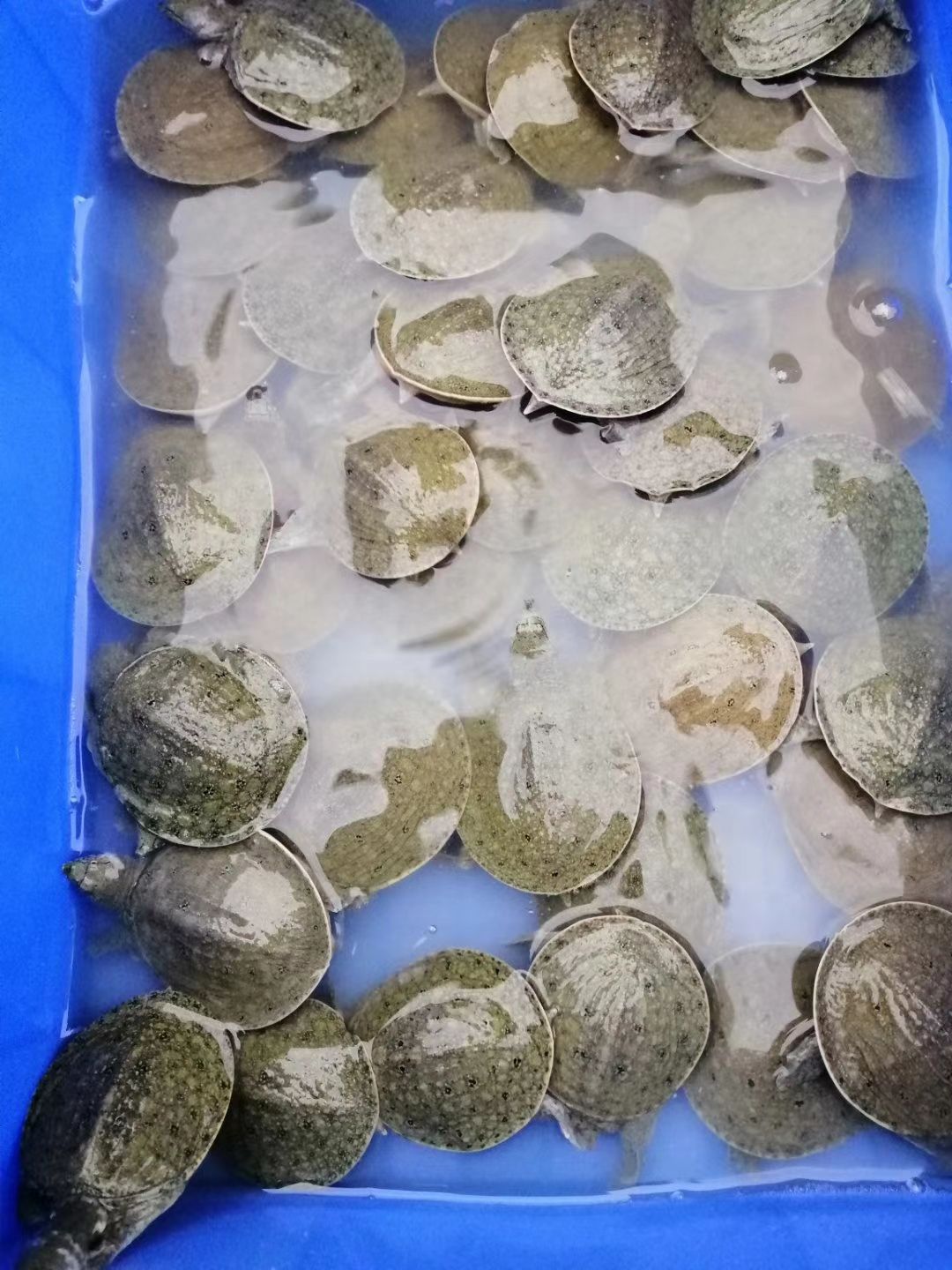  外塘生态甲鱼苗