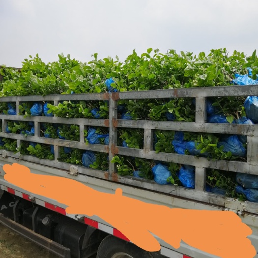 夹江县白色茉莉