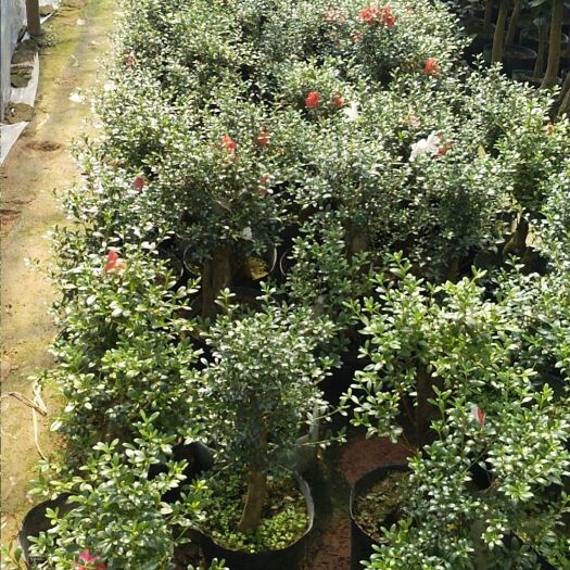 漳平市 老桩五彩夏鹃盆栽