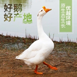 建湖县鹅肉类 新鲜