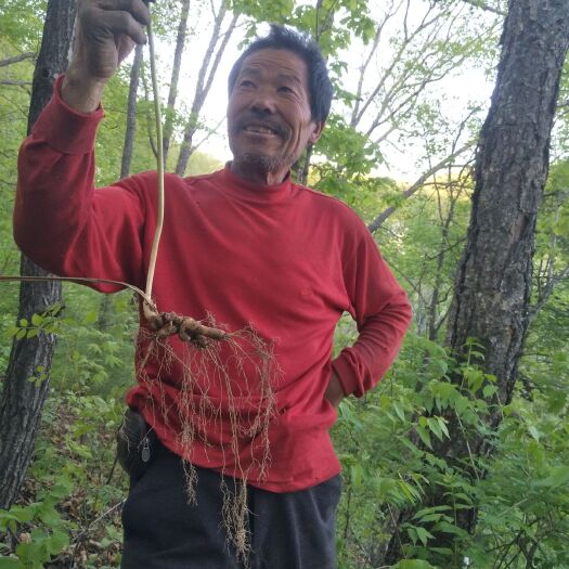 桦甸市人参 吉林老林山参约20――30年