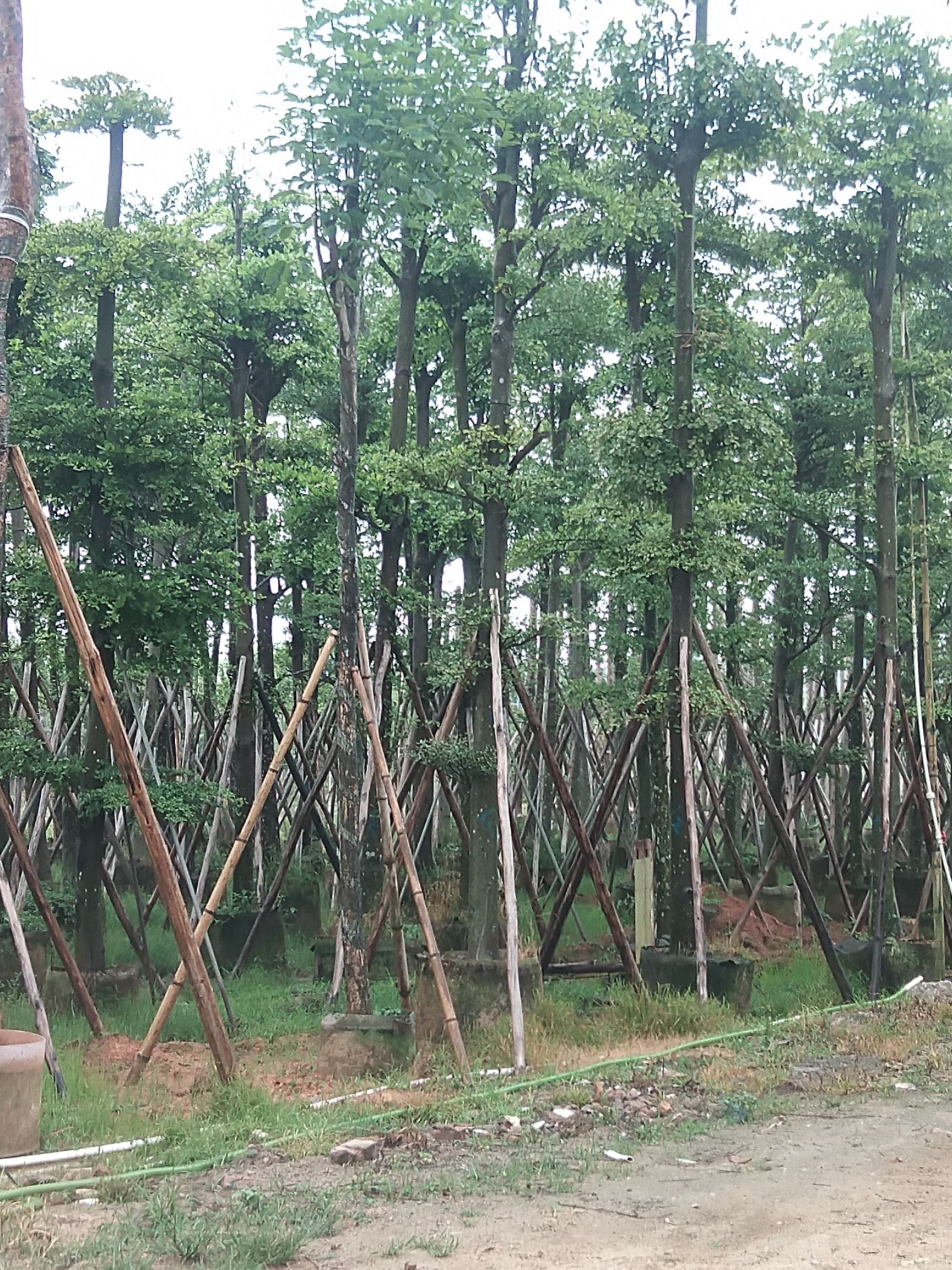  小叶榄仁