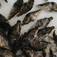 广州鳜鱼苗 驯化鳜鱼/驯化膨化饲料鳜鱼