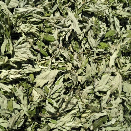 艾草  正宗南阳宛艾纯艾叶，叶厚味正，药效突出