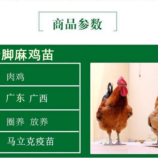 南宁 广西正宗青脚麻鸡苗出售包邮包打疫苗成活率高