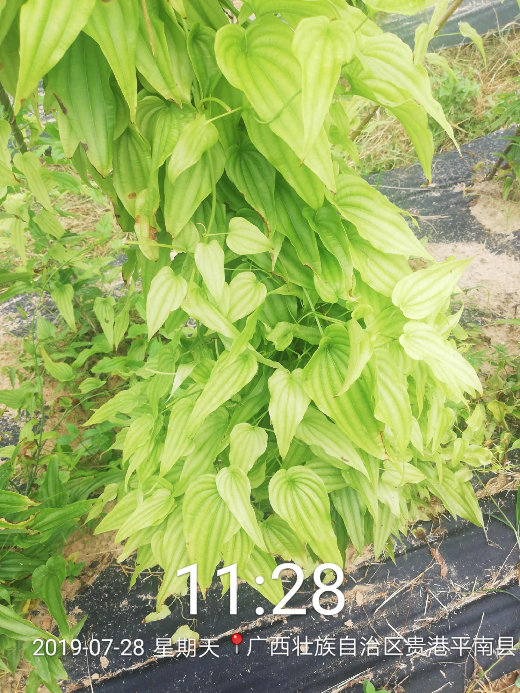 百部种苗亩产13吨代客户育苗