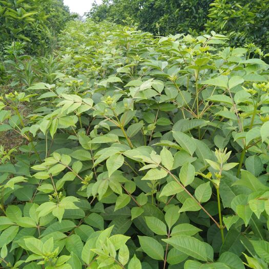 樟树市吴茱萸苗 苖子高分枝多两年即投产